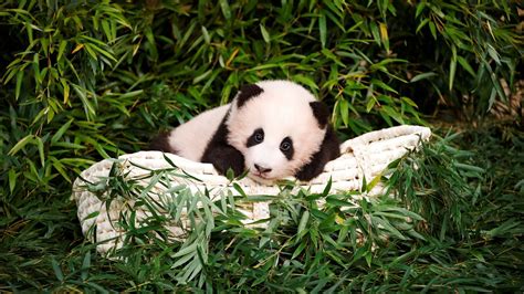 If you want to rent a giant panda for 15 years, you need to have 15 million (1million per year) for the rental fees, 750,000 (50,000 per year) for the feeding sessions, and 24 million for the enclosure. . Buy panda